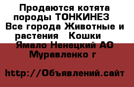 Продаются котята породы ТОНКИНЕЗ - Все города Животные и растения » Кошки   . Ямало-Ненецкий АО,Муравленко г.